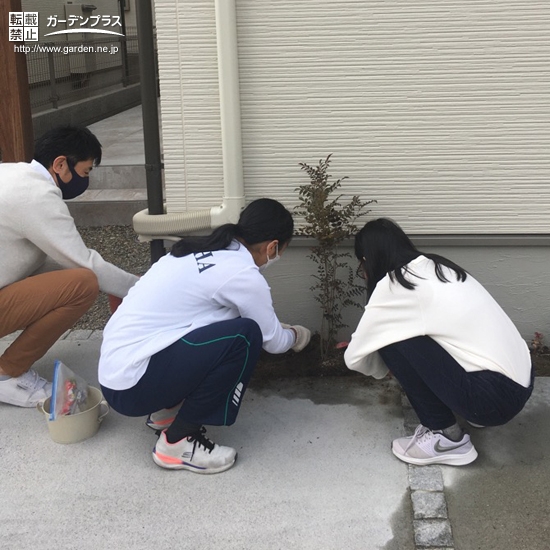 シマトネリコ植樹中の様子