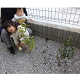 植樹後のヒメシャリンバイ、四季咲きモクセイと記念撮影