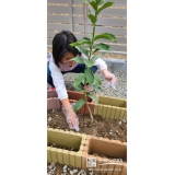 レモン植樹中の様子