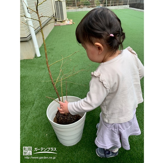 ブルーベリー植樹中の様子