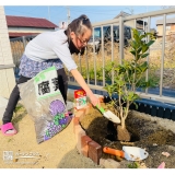 キンモクセイ植樹中の様子①