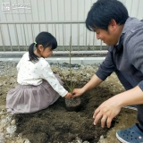 もみじ植樹中の様子