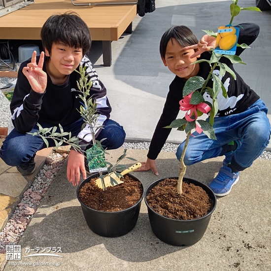 植樹したオリーブ、レモンと記念撮影