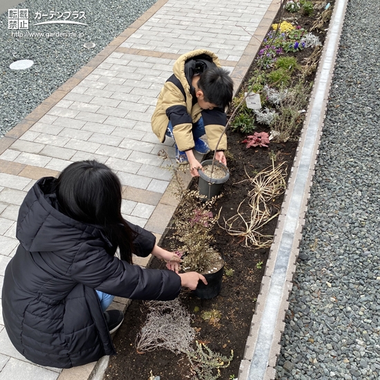 ジューンベリー、シマトネリコ植樹中の様子①