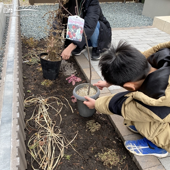 ジューンベリー、シマトネリコ植樹中の様子②