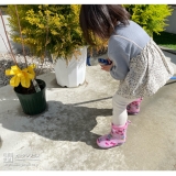 届いたセイヨウニンジンボクにお水をあげている様子①