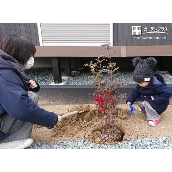 シマトネリコ植樹中の様子②