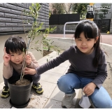 オリーブ植樹中の様子