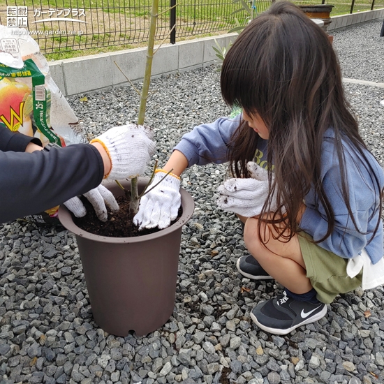 記念樹植樹中の様子