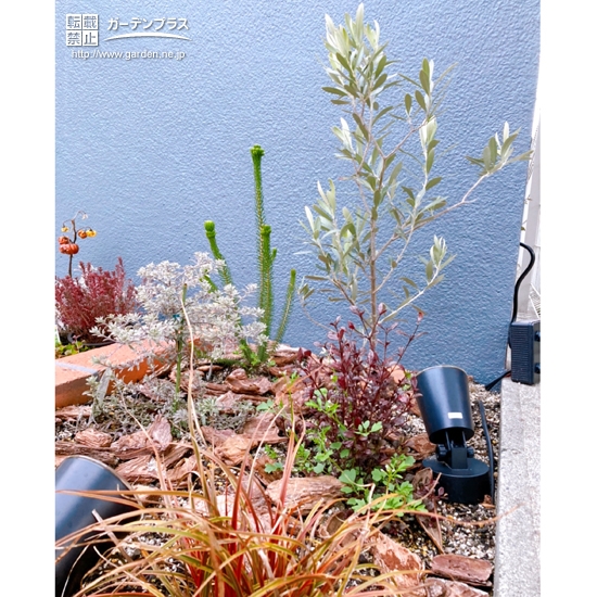 花壇に植樹したオリーブの記念写真