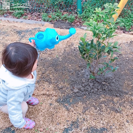 植樹後の記念樹にお水をあげている様子②