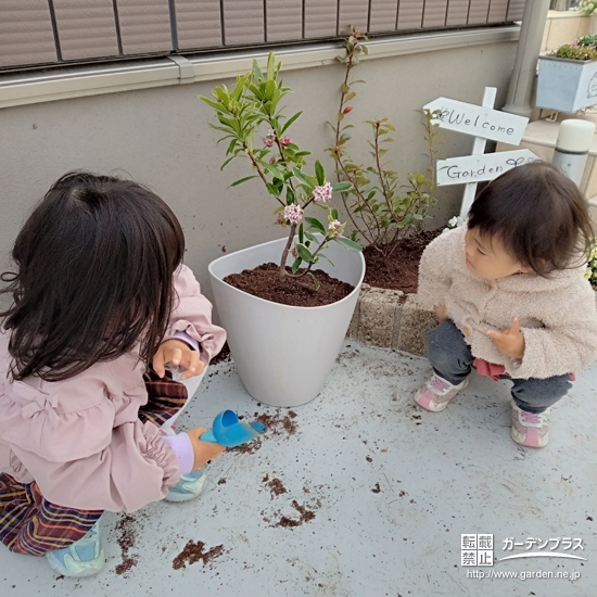 植樹後のジンチョウゲ、ヒメシャリンバイと記念撮影②