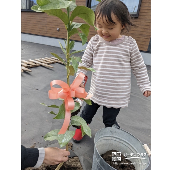 レモン植樹中の様子