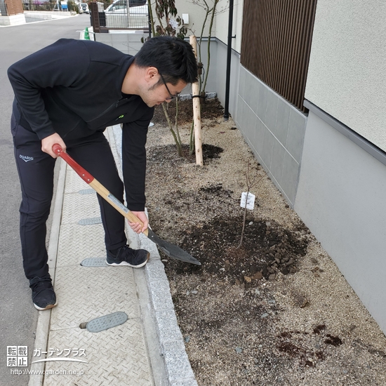 ジューンベリー植樹中の様子