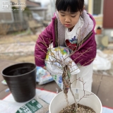 ブルーベリー植樹中の様子