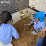 シマトネリコ植樹中の様子①