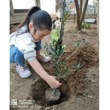 オリーブ植樹中の様子①