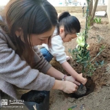 オリーブ植樹中の様子④