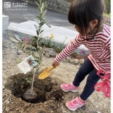 オリーブ植樹中の様子