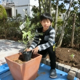 オリーブ植樹中の様子