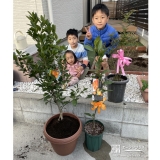 植樹後の温州ミカン、シマトネリコと記念撮影