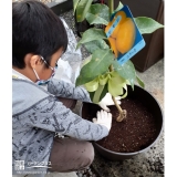 レモン植樹中の様子