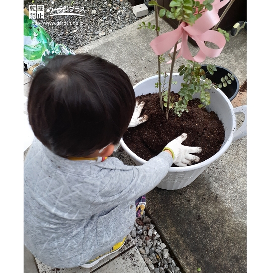 シマトネリコ植樹中の様子