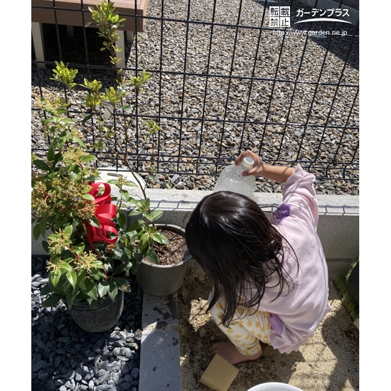 植樹後の水やり