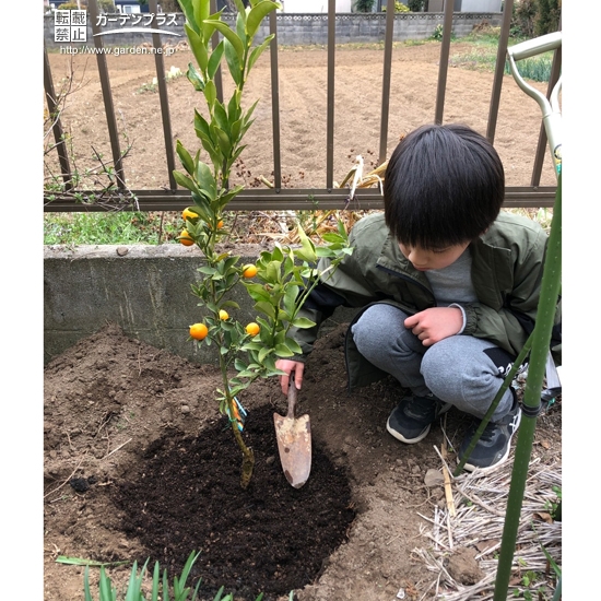 キンカン植樹中の様子