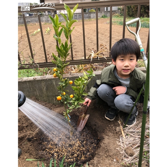 植樹後のキンカンに水やり中の様子