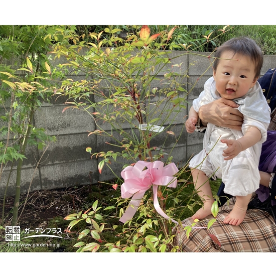 植樹後のナンテンと記念撮影①