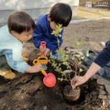 ブルーベリー植樹中の様子