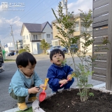 シマトネリコ植樹中の様子