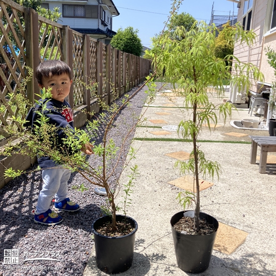 届いたもみじ（カエデ）、ユキヤナギの苗と記念撮影②