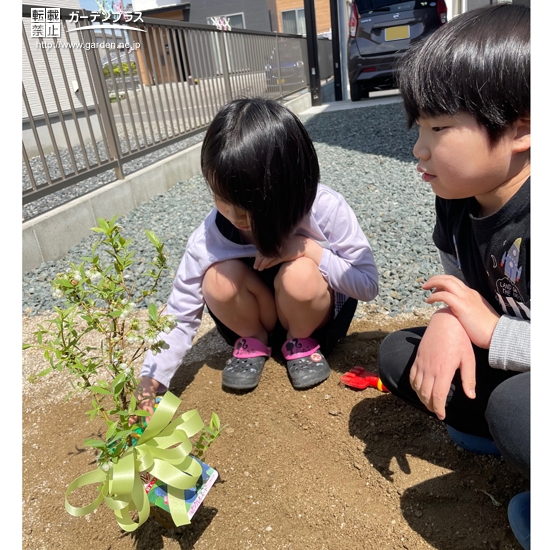 植樹後のブルーベリーと記念撮影