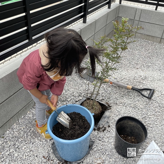 シマトネリコ植樹中の様子