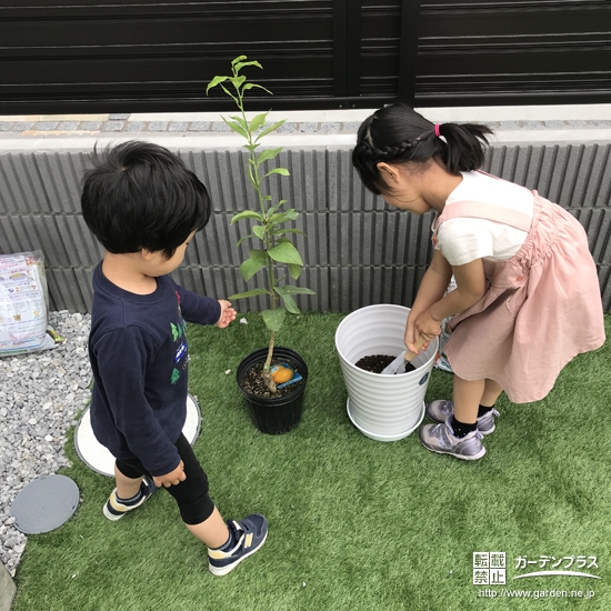 レモン植樹中の様子