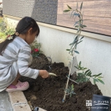 オリーブ植樹中の様子