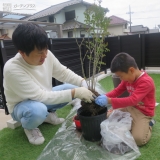 シマトネリコ植樹中の様子
