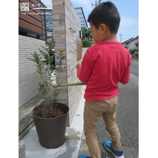 植樹後のシマトネリコに水やり中の様子