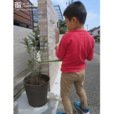 植樹後のシマトネリコに水やり中の様子