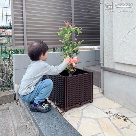 四季咲きモクセイ植樹中の様子