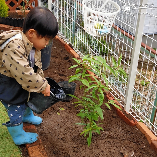 植樹後のシラカシにお水やりの様子