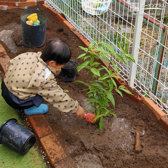 シラカシ植樹中の様子