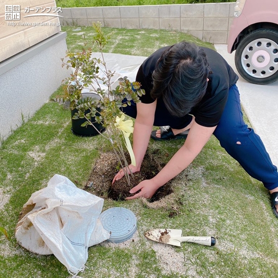 シマトネリコ植樹中の様子