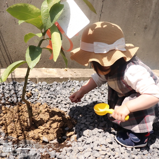 記念樹植樹の様子