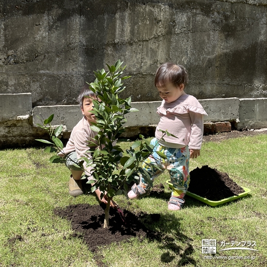 記念樹植樹の様子