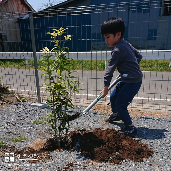 記念植樹の様子