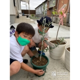 記念植樹の様子