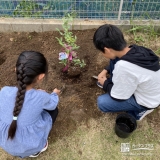 ブルーベリー植樹の様子